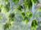 Rain and frost: the forecaster gave a weather forecast for the weekend