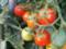 В Украине начался сезон местных тепличных помидоров