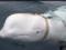 У побережья Швеции заметили кита, который может быть русским шпионом.
