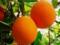 Апельсини як зниження ризику тромбозу
