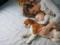 A sleeping dream with a gut: trouble, as if the doctor had opened