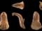 Археологи нашли артефакт в виде кобры возрастом 4000 лет