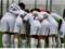 Zorya did not inform the Avangard stadium in Uzhgorod about the change of venue for the UPL match