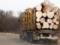 Журналисты выяснили, как белорусская древесина в обход санкций попадает в ЕС