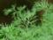 The greens that I bring you bark: the investigation revealed the finest herbs