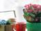 How to water indoor flowers so they bloom longer and brighter: an unusual ingredient