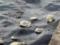 A new source of pollution was found in Kerch