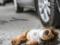 На Волыни 11-летний мальчик наехал автомобилем на двухлетнюю сестру: ребенок погиб на месте