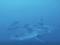 Большую белую акулу впервые сняли на видео под водой в Средиземном море