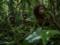 Они питались мясом комодских варанов: Homo floresiensis, возможно, были падальщиками, а не охотниками