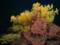 «Золотое дерево»: ученые нашли у берегов Коста-Рики уникальный коралл